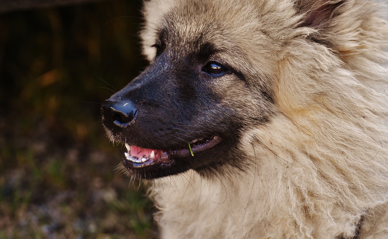 working dog wolf like origin of dogs